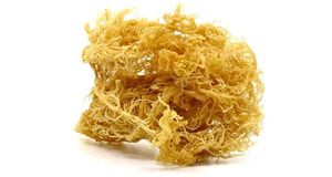 Bovine Collagen