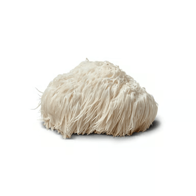 Lion's Mane: Nerve Regeneration Powerhouse